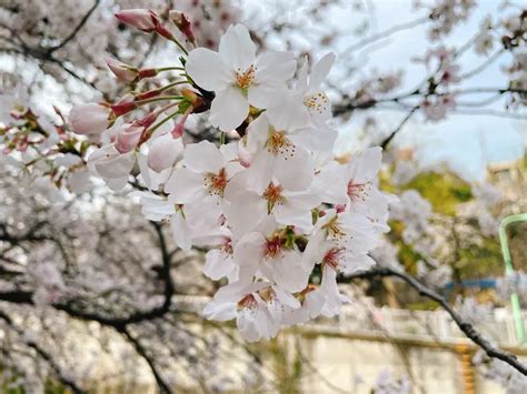 種櫻花|【櫻花種類圖鑑】9 種日本原生櫻花介紹 